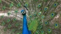 An Indian peacock (Pavo cristatus) displays vibrant and colorful feathers