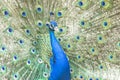 Indian peacock, pavo cristatus, in full display Royalty Free Stock Photo