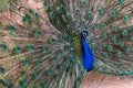 Indian Peacock Pavo cristatus male spreading its feathers showing off colours Royalty Free Stock Photo