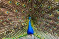 Indian peacock ( Pavo cristatus ) Royalty Free Stock Photo