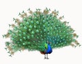 Indian peacock Pavo cristatus Royalty Free Stock Photo