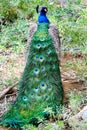 Indian peacock Pavo cristatus sits with its back to the camera Royalty Free Stock Photo