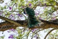 Indian peacock pavo cristatus on top of jacarandÃÂ¡ tree branches