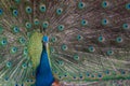 indian peacock Royalty Free Stock Photo
