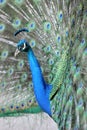 Indian peacock or peafowl,costa rica