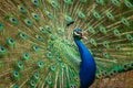 Indian Peacock or Peafowl displaying his majestic feathers Royalty Free Stock Photo