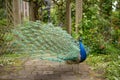 Indian Peacock or Peafowl displaying his majestic feathers Royalty Free Stock Photo