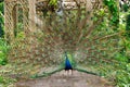 Indian Peacock or Peafowl displaying his majestic feathers Royalty Free Stock Photo