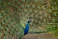 Indian Peacock or Peafowl displaying his majestic feathers Royalty Free Stock Photo