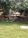 Indian peacock photo in indian zoo