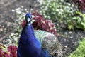 Indian peacock in Polish park Royalty Free Stock Photo