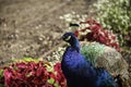 Indian peacock in Polish park Royalty Free Stock Photo