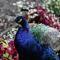 Indian peacock in Polish park Royalty Free Stock Photo