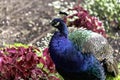 Indian peacock in Polish park Royalty Free Stock Photo