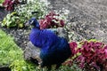 Indian peacock in Polish park Royalty Free Stock Photo