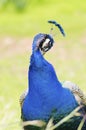 Indian peacock Royalty Free Stock Photo