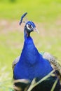 Indian peacock Royalty Free Stock Photo