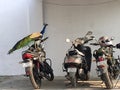 Indian Peacock Is ready to riding bike