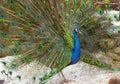 Indian peacock