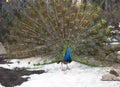 Indian peacock