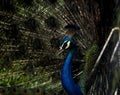 Indian Peacock spreading beautiful feathers