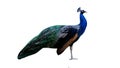 Indian Peacock Standing 3D Photorealistic Render