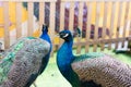 Indian Peacocks Royalty Free Stock Photo