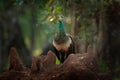 Indian Peafoul, bird displays courtship in tree window, Sri Lanka, India. Indian Peafowl, Pavo cristatus, blue and green exotic Royalty Free Stock Photo