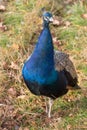 Indian peafowl or pavo cristatus is standing on a autumn meadow. Beautiful male peacock in bright blue colors Royalty Free Stock Photo