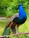 Indian Peafowl