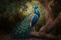 Colorful Indian Peafowl Toucan Full Body In Forest. Colorful and Vibrant Animal.