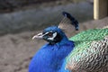 Indian Peafowl