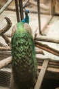 Indian Peafowl blue peafowl, a large and brightly colored bird. Male peacock is blue with spatula crest and long train of elonga Royalty Free Stock Photo