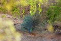 The Indian peafowl or blue peafowl Pavo cristatus or common peacock in the jungle. A large peacock in the natural habitat of the Royalty Free Stock Photo