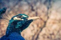 Close up view of a Peacock face with copy space Royalty Free Stock Photo