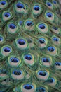 Indian Peafowl / Blue Peafowl / Pavo Cristatus Royalty Free Stock Photo