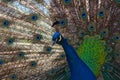 The Indian peafowl or blue peafowl ,Pavo cristatus, male portrait. Portrait of adult peacock with background from its tail Royalty Free Stock Photo