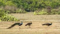 Indian peafowl in Bundala national park, Sri Lanka