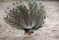 Indian Peafowl Royalty Free Stock Photo