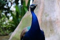 Indian Peafowl. Common Peafowl. Pavo cristatus in the natural.