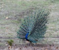 Indian peafowl with feathers displayed fully