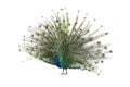 Indian Peafowl