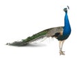 Indian Peafowl in front of white background Royalty Free Stock Photo
