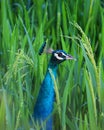 Indian peafowl in green rice paddy field Royalty Free Stock Photo