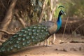 Indian Peafowl (India, Sri Lanka) (Generative AI)