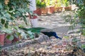 Indian Peafowl Male foraging in the garden Royalty Free Stock Photo