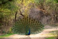 Indian peafowl or male peacock on forest track dancing with full colorful wingspan to attracts female partners for mating at Royalty Free Stock Photo