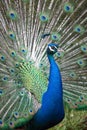 Indian peafowl with opened tail