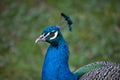 Indian peafowl Pavo cristatus