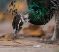 Indian peafowl Pavo cristatus, also known as the common peafowl, and blue peafowl, eating a caterpillar. Close up